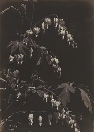s_floral-still-life_1